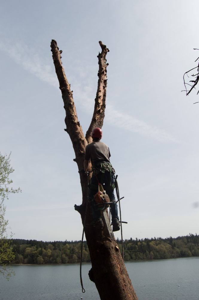 Carpenter Tree Services arborist climbing a large tree with Puget Sound in the background