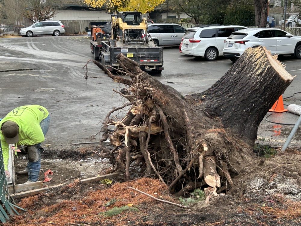 Large tree removal with root ball extraction — worker in safety gear with heavy equipment in Tacoma, WA