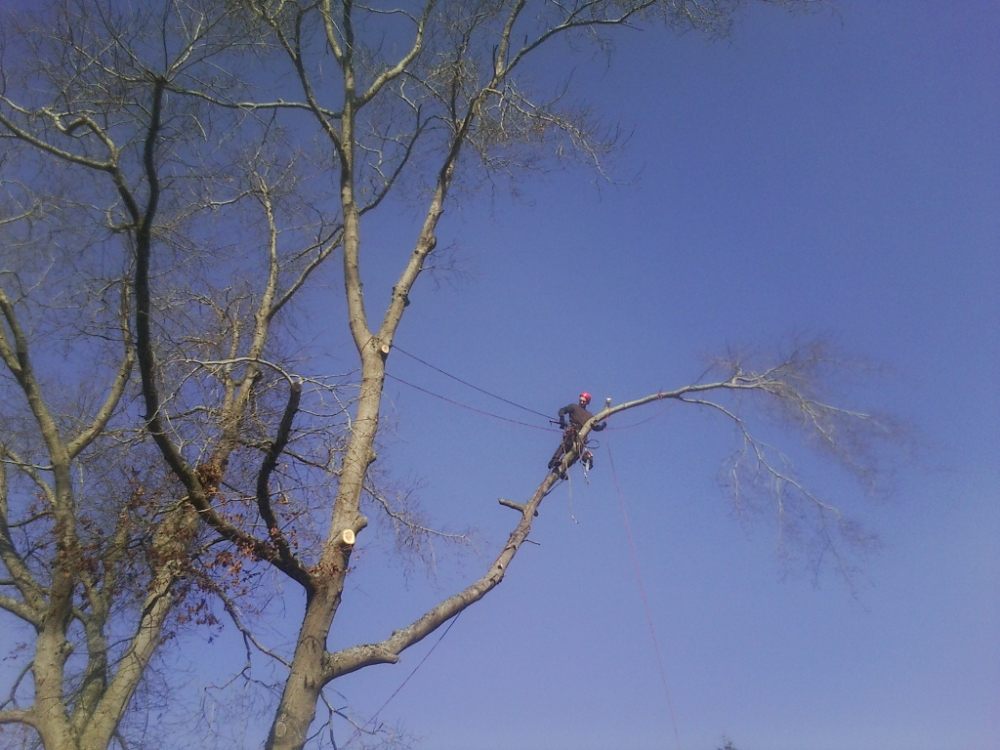 Tree climber performing high-altitude limb removal with ropes and safety equipment